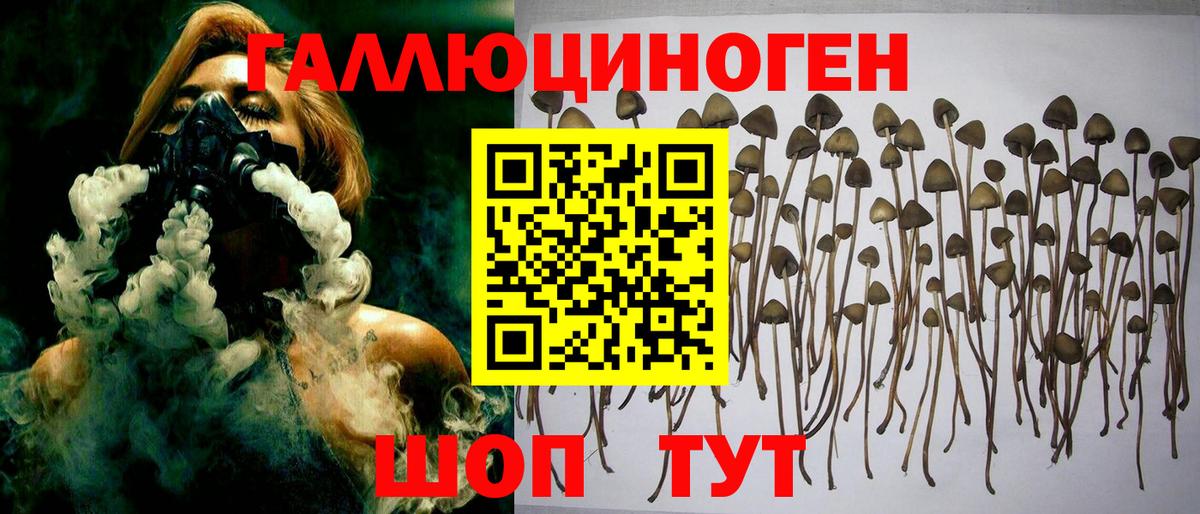 Галлюциногенные грибы Psilocybe Лабинск